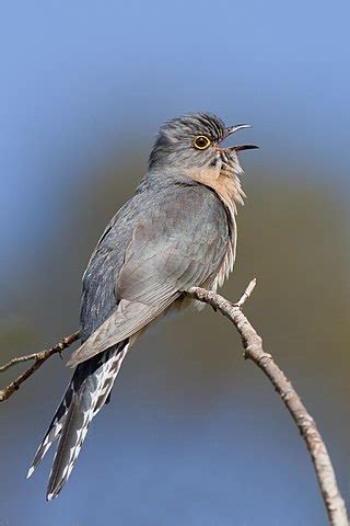 cuckoo wikipedia|cuckoo meaning in english.